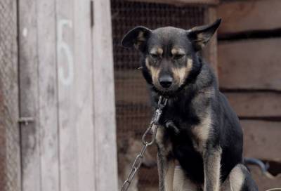 Около 20 животных жестоко убили в приюте Воронежа