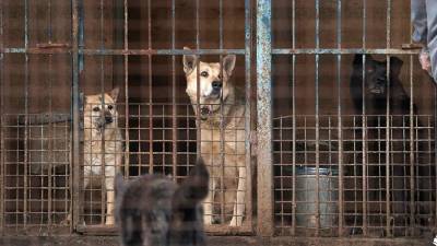 Более дюжины собак были убиты в воронежском приюте «Дора»