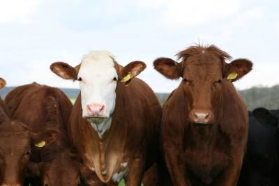 Суд в Улан-Удэ не признал корову источником повышенной опасности
