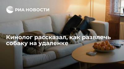 Президент РКФ Голубев рассказал, как развлечь собаку во время удаленной работы из дома
