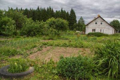 Как избавиться от тли на огороде: опытные огородники назвали 3 эффективных способа
