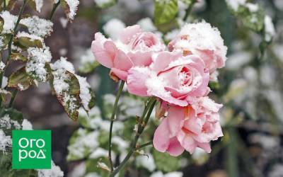 Самые зимостойкие сорта роз – фото, описание, особенности, советы по уходу
