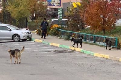 В центре Хабаровска усилилась проблема с броядчими собаками