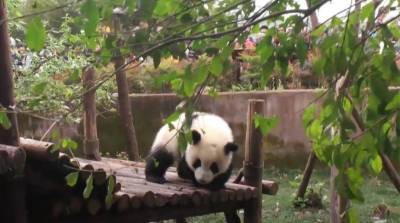 Панда против листвы: забавное животное "помогает" сотруднице зоопарка с уборкой (Видео)