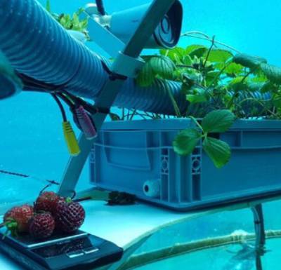 В Италии создали подводный огород в рамках проекта Nemo`s Garden: что выращивают. ФОТО