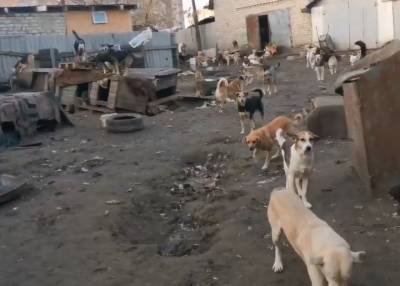 В Госдуме проверят убийство животных в воронежском приюте