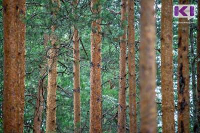 Глава Коми предложил механизм сохранения лесов, если жители против вырубки деревьев