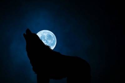 Почему на самом деле волки никогда не воют на Луну - Русская семеркаРусская семерка