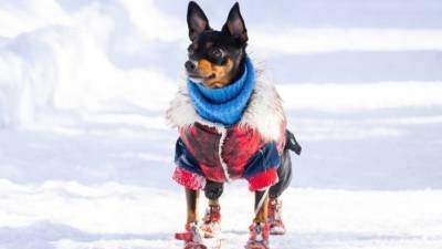 Модно и тепло: как защитить свою собаку от морозов
