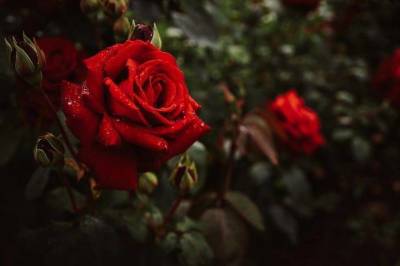 Как правильно пересадить розу осенью, чтобы королева цветов прижилась