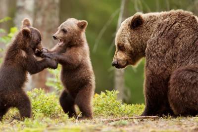 Медведица с детенышами попала в камеру видеонаблюдения под Вырицей