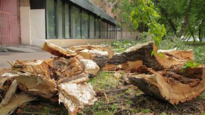 Шквалистый ветер повалил более 100 деревьев в Подмосковье