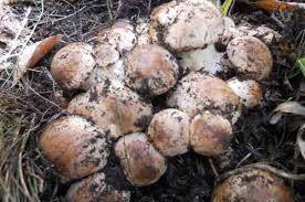 В новосибирских лесах грибники собирают урожай подтопольников