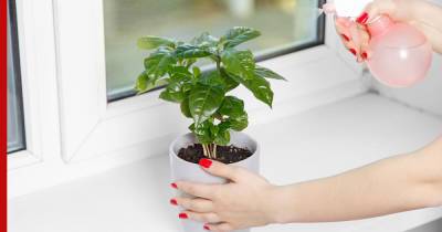 Кофейное дерево: как вырастить в квартире тропическое растение