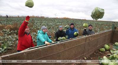 В Могилевском районе во время областного субботника помогают в уборке капусты