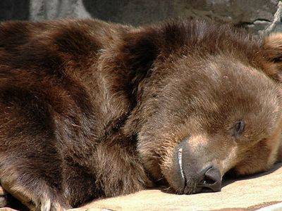 Якобы убивший ножом медведя боксёр оказался браконьером