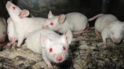 Ученые Массачусетского института замедлили рост опухолей у мышей с помощью диеты