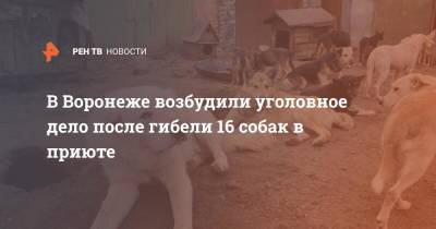 В Воронеже возбудили уголовное дело после гибели 16 собак в приюте