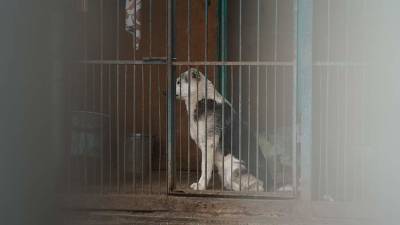 В Воронежской области возбудили уголовное дело после гибели собак в приюте