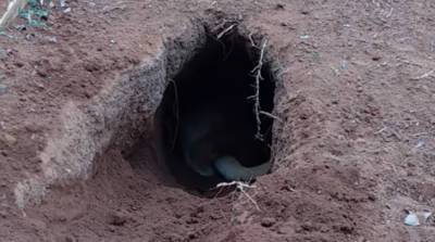 Задумался? Песик ради развлечения вырыл тоннель, уходящий на несколько метров под землю (Видео)