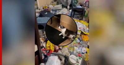 Кот вошел в дом после уборки и не узнал его: видео