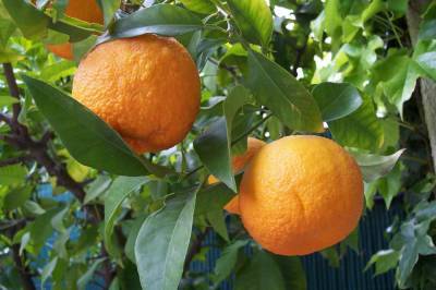 Sina: Апельсин способен заменить несколько лекарств
