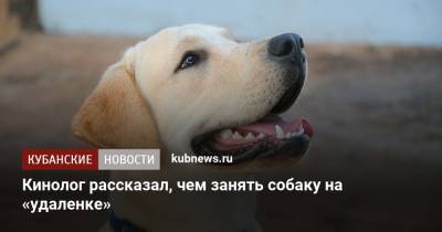 Кинолог рассказал, чем занять собаку на «удаленке» - kubnews.ru