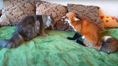 Кто в доме хозяин? Дружба лиса Яши и кота Тихона умилила подписчиков (Видео)