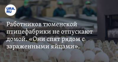 Работников тюменской птицефабрики не отпускают домой. «Они спят рядом с зараженными яйцами». Видео