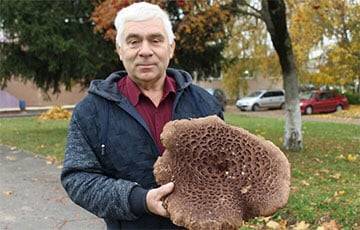 Жители Лиды нашли в лесу рекордно большой гриб «медвежье ухо» - charter97.org - Белоруссия - район Ивьевский - район Новогрудский