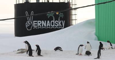Украинскую полярную станцию "Академик Вернадский" окружили сотни пингвинов для спаривания (фото)