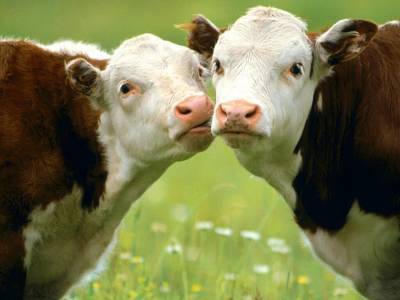 Микропластик впервые обнаружили в крови коров и свиней