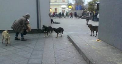 Жители Москвы пожаловались на нападения бродячих собак