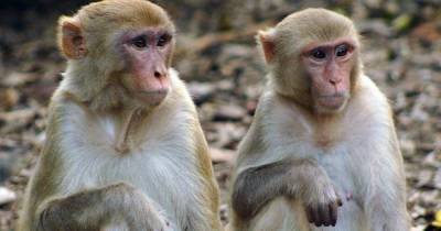 Американцы открыли "обезьяний" способ лечения мужского бесплодия