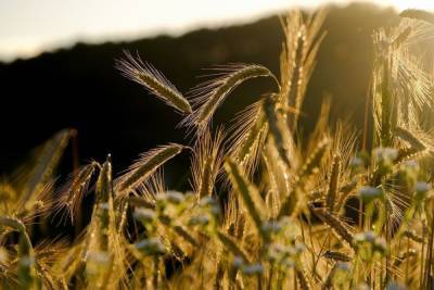 В Бурятии ожидают урожайность зерновых выше показателей 13-го года