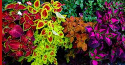 Яркие и красочные: 9 растений, листья которых украсят сад не хуже цветов