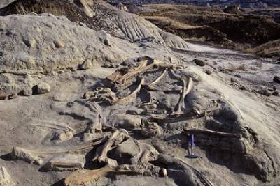 Найдено древнейшее стадо динозавров