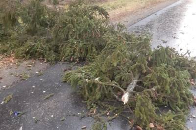 В Ивановской области водителя мопеда убило упавшее дерево