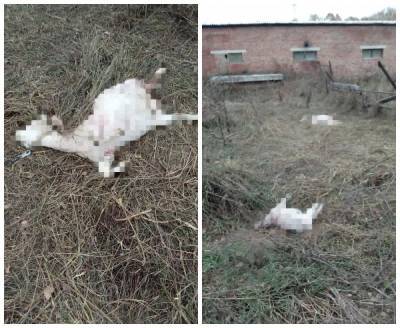 Бродячие собаки загрызли козу и козлёнка в селе под Новосибирском