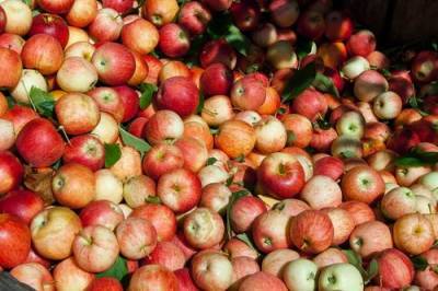 Диетолог Ковальков заявил, что залежавшиеся яблоки и отруби помогут избавиться от «плохого» холестерина
