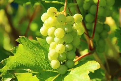 Губернатор: на Ставрополье удвоят поддержку виноградарства