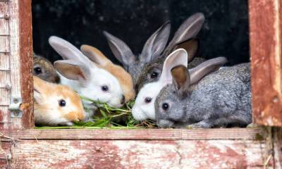 Стая собак загрызла более 300 кроликов в Карелии