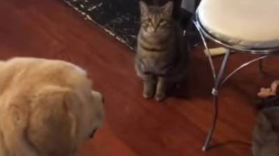 Заботливая собака не начинает есть, пока не покушает ее дружище кот (Видео)