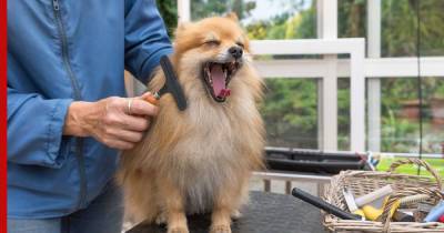 Компаньоны и члены семьи: кинологи назвали самые популярные породы собак в России