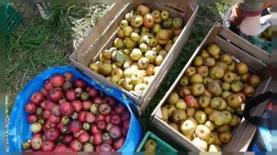 Швейцария: волонтеры спасают яблоки
