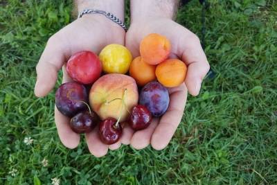 Медики назвали фрукты, которые могут употреблять диабетики