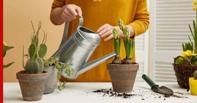 Как быстро освежить комнатные растения: 5 эффективных советов по уходу