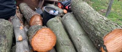 Зима близко: «чёрные лесорубы» уничтожают деревья в Одесской области