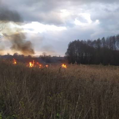 Подростки в Липецкой области тушили горящую траву ветками и калошами