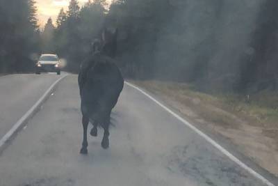 В Сосновом Бору на дороге заметили диких лошадей